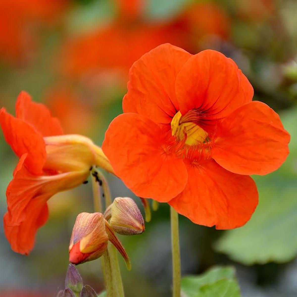 Orange Nasturtium Flower Seeds for Planting Heirloom, Non-GMO, High Germination Organic Garden Seeds