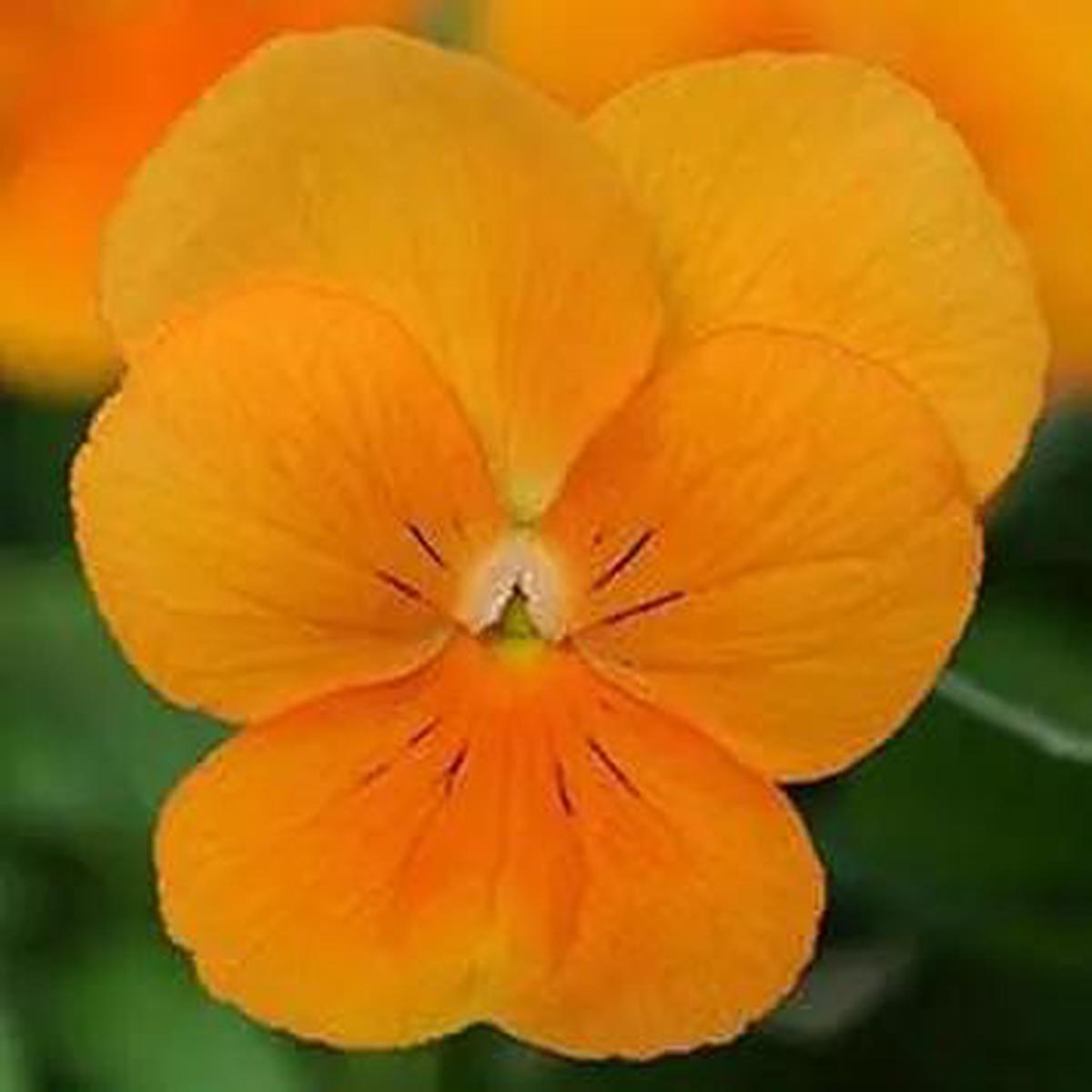 Orange Viola Sorbet Flower Seeds for Planting – NON GMO Seeds
