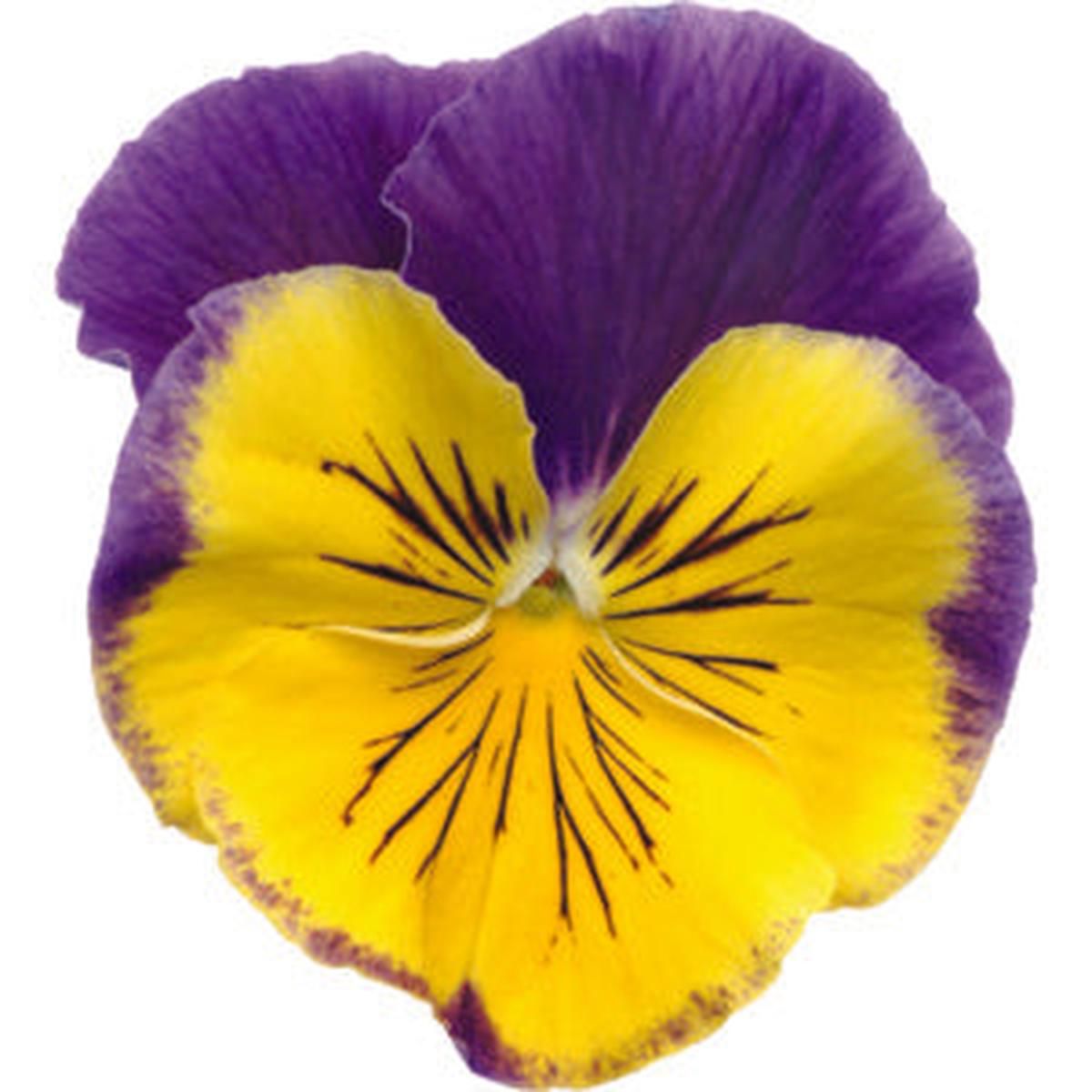 Pansy Prima Punch Morpheus – 10 seeds