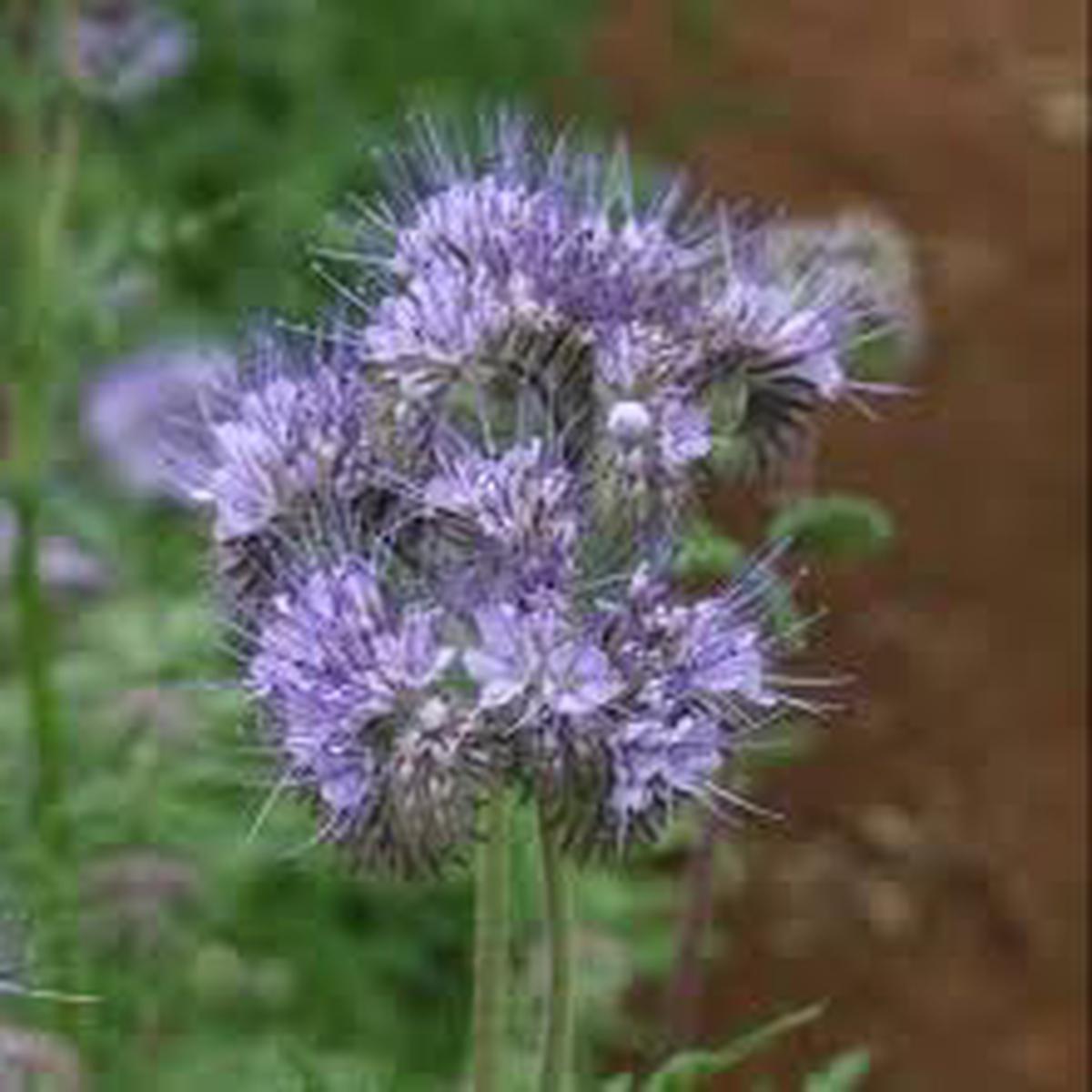 Phacelia Flower Seeds for Planting Heirloom, Non-GMO, Vibrant Colors Organic Garden Seeds