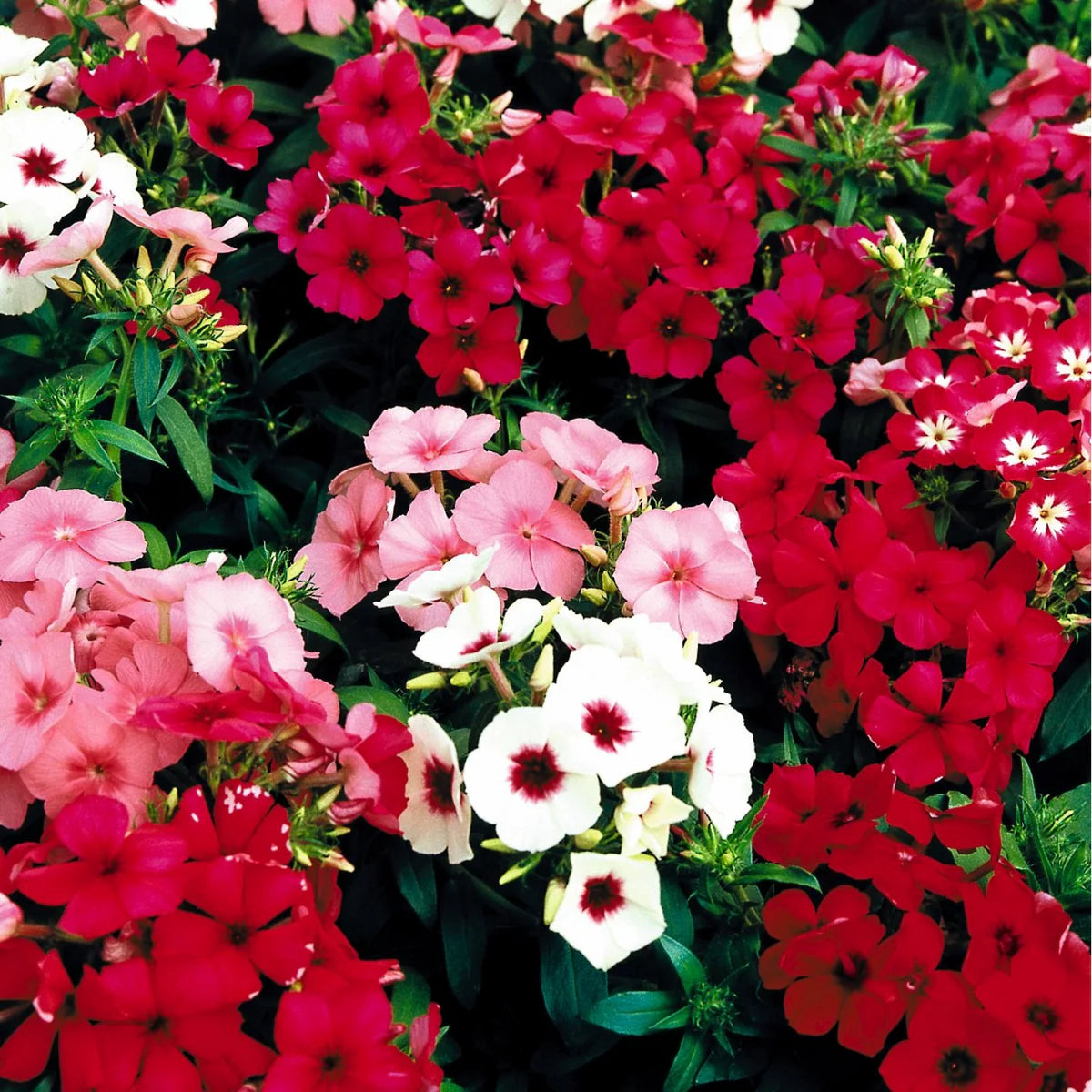 Phlox Seeds Phlox drummondii for Planting in Flower Bed and Pollinator Garden