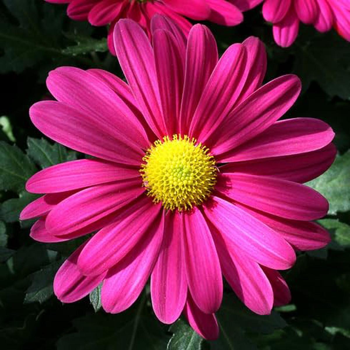 Pink Daisy Flower – Heirloom, Non – Gmo Seeds