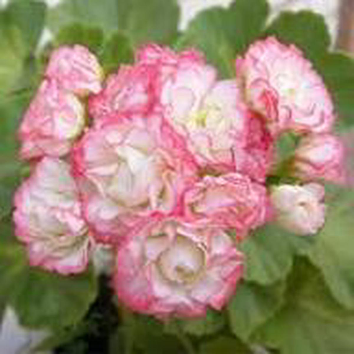 Pink Geranium Apple Blossom Flower Seeds for Planting | Heirloom Non-GMO Organic Garden Seeds, Shade Tolerant, High Germination