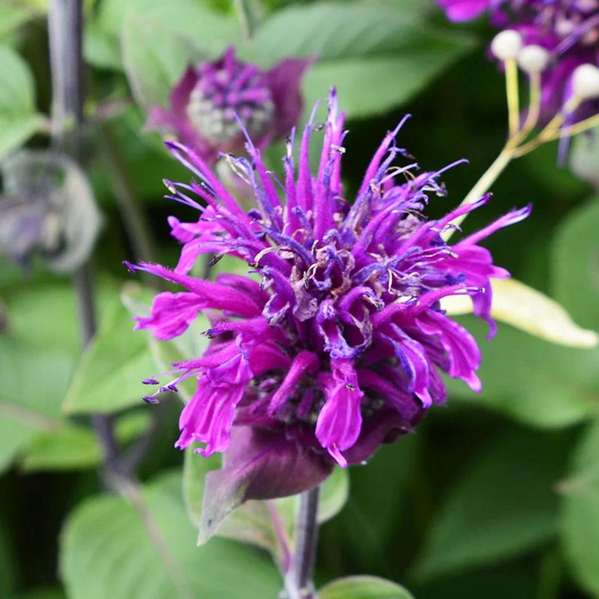 Purple Monarda Didyma Flower seeds for Planting – Garden Favorite, Heirloom & GMO Free Seeds for Home Garden