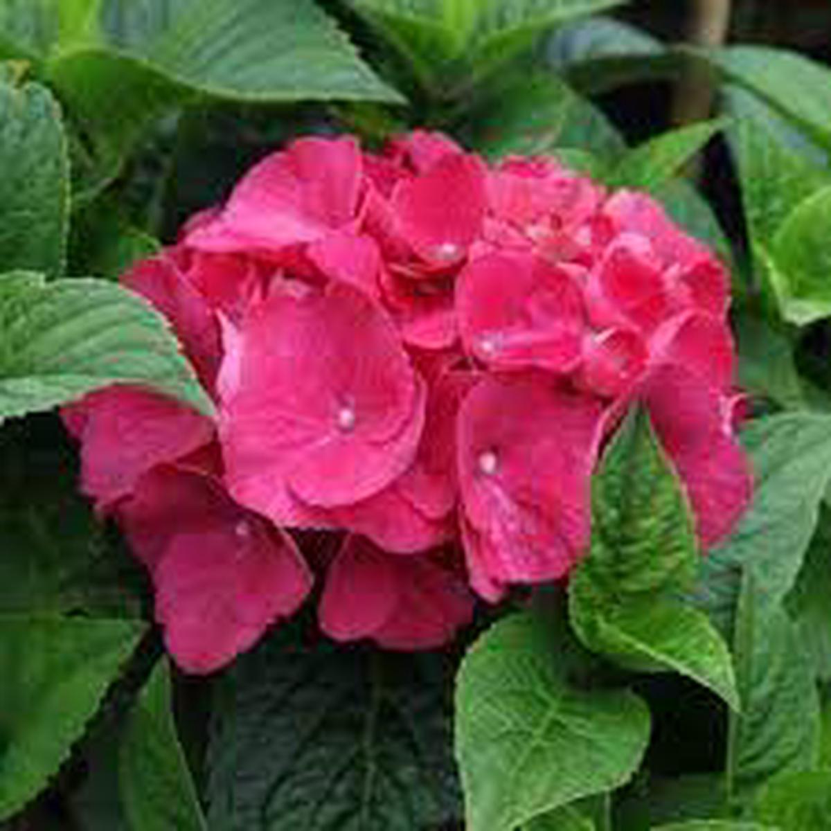 Red Baron Hydrangea Flower Seeds for Planting Heirloom, Non-GMO, High Germination Organic Garden Seeds