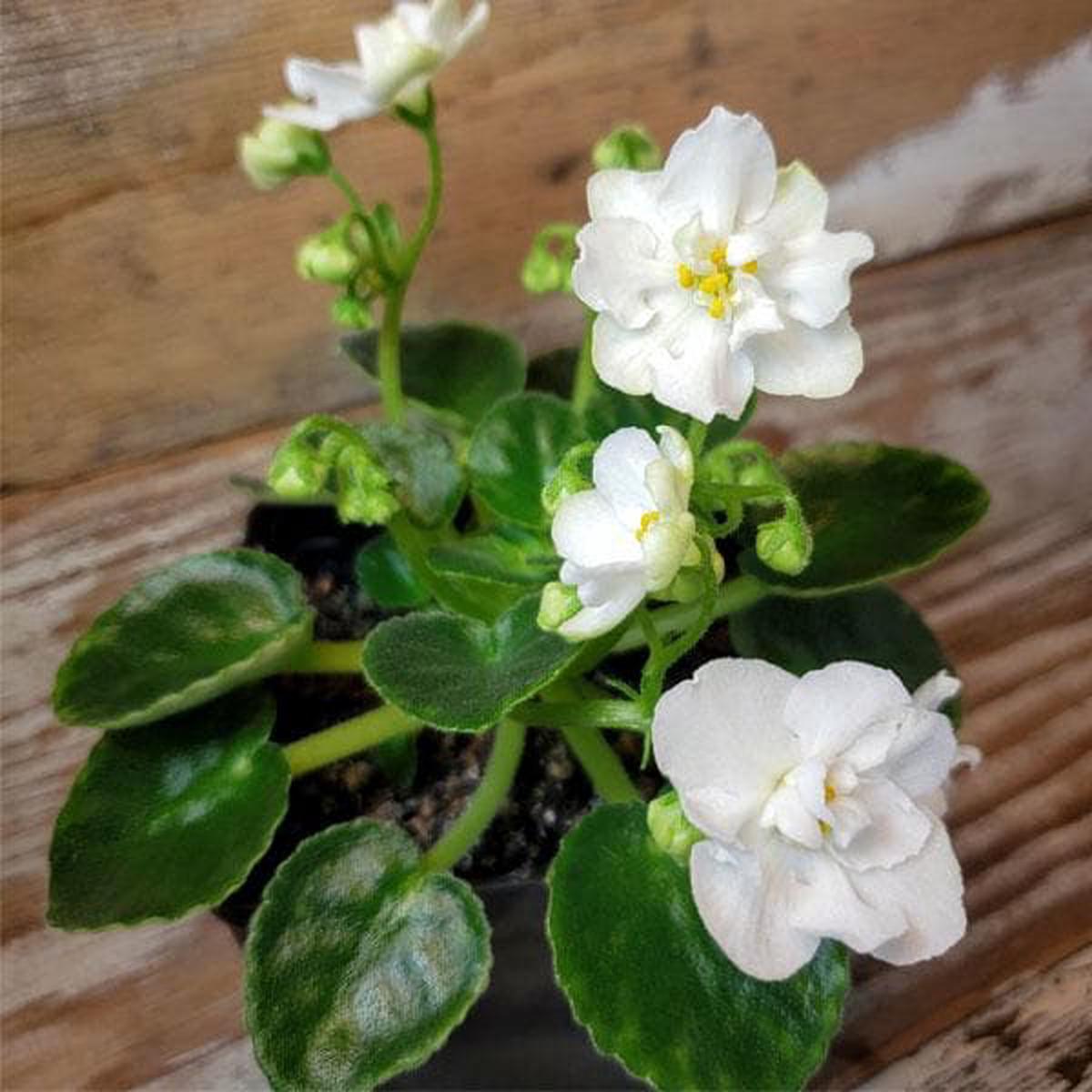 Saintpaulia Flower Seeds White for Planting Seeds