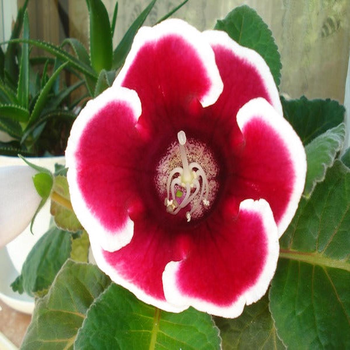 Sinningia Gloxinia Flower seeds for Planting Cut Flower Favorite Heirloom & GMO Free Seeds for Home Garden
