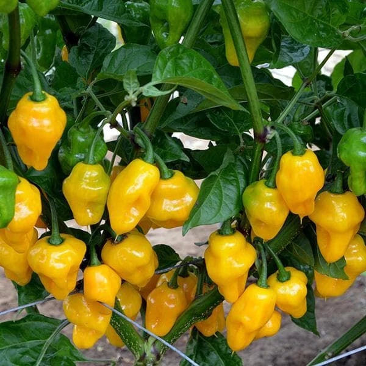 Trinidad Perfume Pepper Seeds FLORIDA GROWN SPICY RARE  Heirloom, Non-GMO, High Germination Organic Garden Seeds