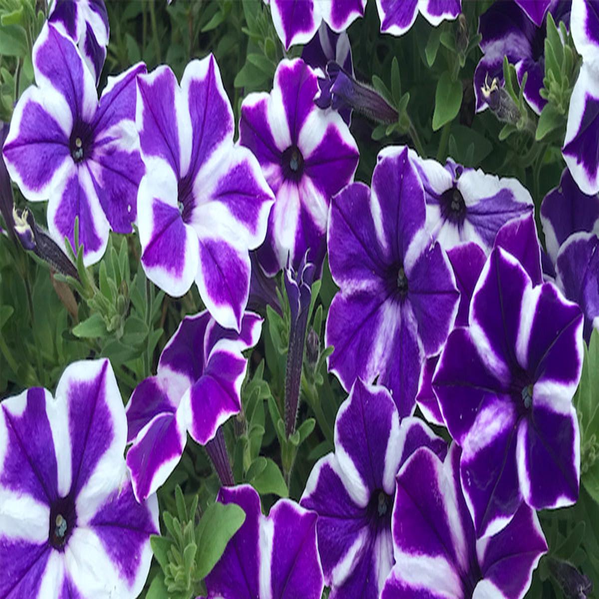 Violet & White Petunia Flower Seeds for Planting  Heirloom, Non-GMO, High Germination Garden Seeds