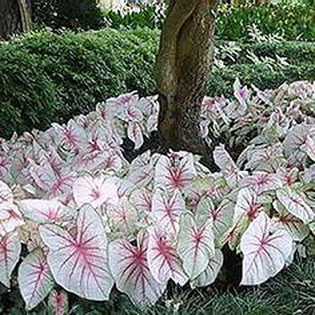 White Caladium Flower Seeds  Heirloom, Non-GMO Flower Seeds for Planting