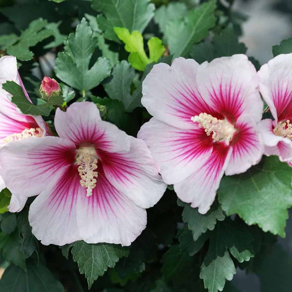 White Pink Hibiscus Flower Seeds for Planting  Heirloom, Non-GMO, Bright Blooms Organic Garden Seeds