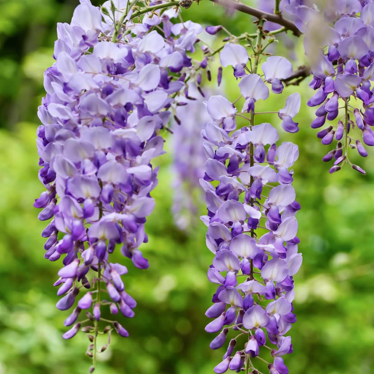 Wisteria Flower seeds for Planting Wildflower Mix Heirloom & GMO Free Seeds for Home Garden