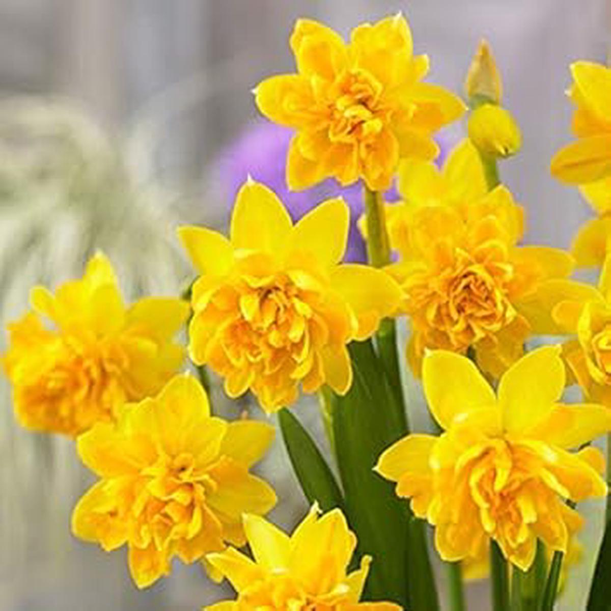 Yellow Double Narcissus Flower Seeds  Heirloom Non-GMO, High Germination Organic Garden Seeds for Planting