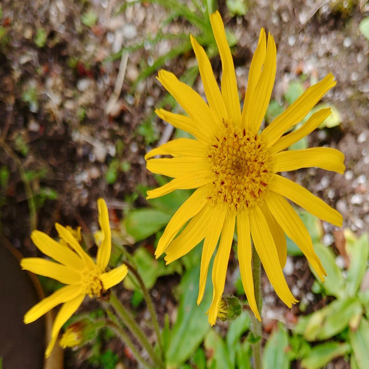 Yellow Mountain Arnica Flower Seeds for Planting  Heirloom Non-GMO, High Germination Organic Garden Seeds