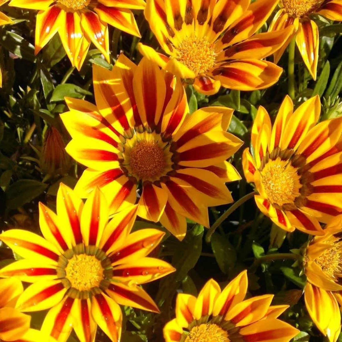 Yellow & Red Gazania Rigens Heirloom Non-GMO Seeds for Planting  Vibrant Garden Blooms