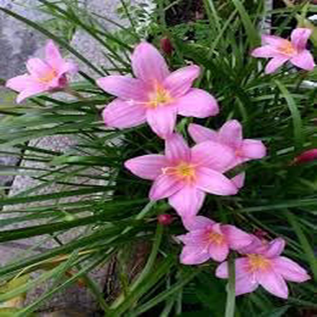 Zephyranthes Flower Seeds for Planting – 100 pcs