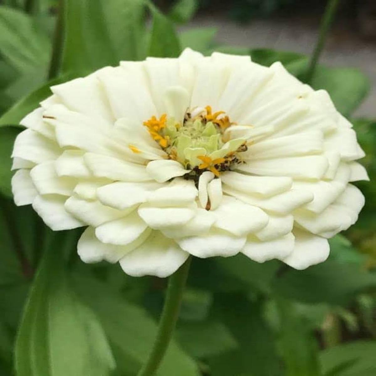 Zinnia Belyy Mishka Zinnia Elegans Seeds for Planting – Colorful Blooms for Flower Bed & Urban Garden