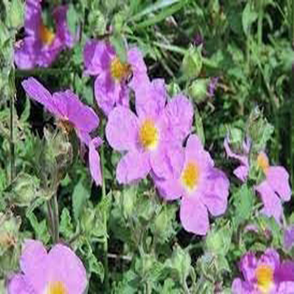 Zistrose (Rockrose) Flower Seeds for Planting Heirloom, Non-GMO, High Germination Organic Garden Seeds