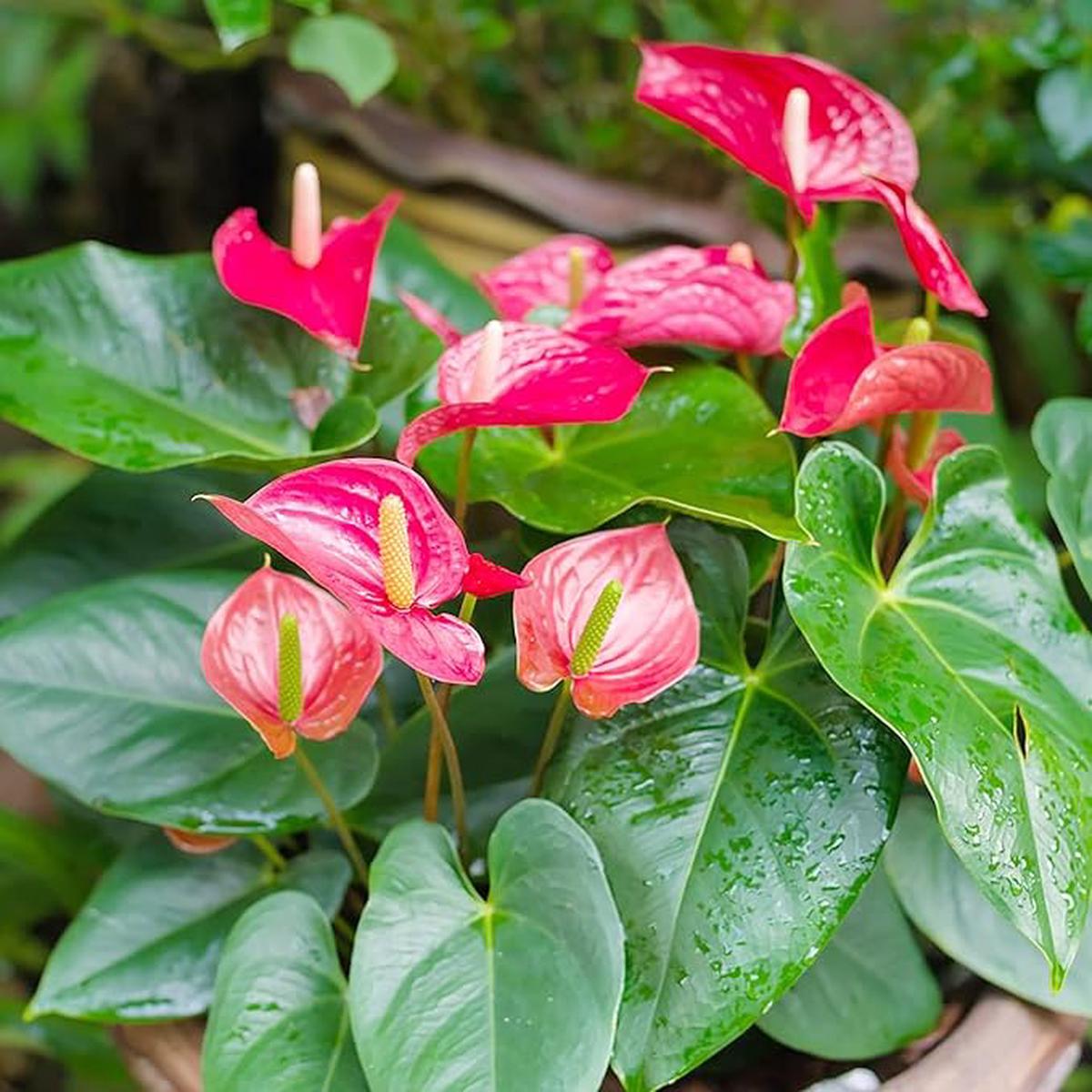 Anthurium Seeds (Flamingo Flower Seeds) – Evergreen Perennial for Indoor and Outdoor Containers