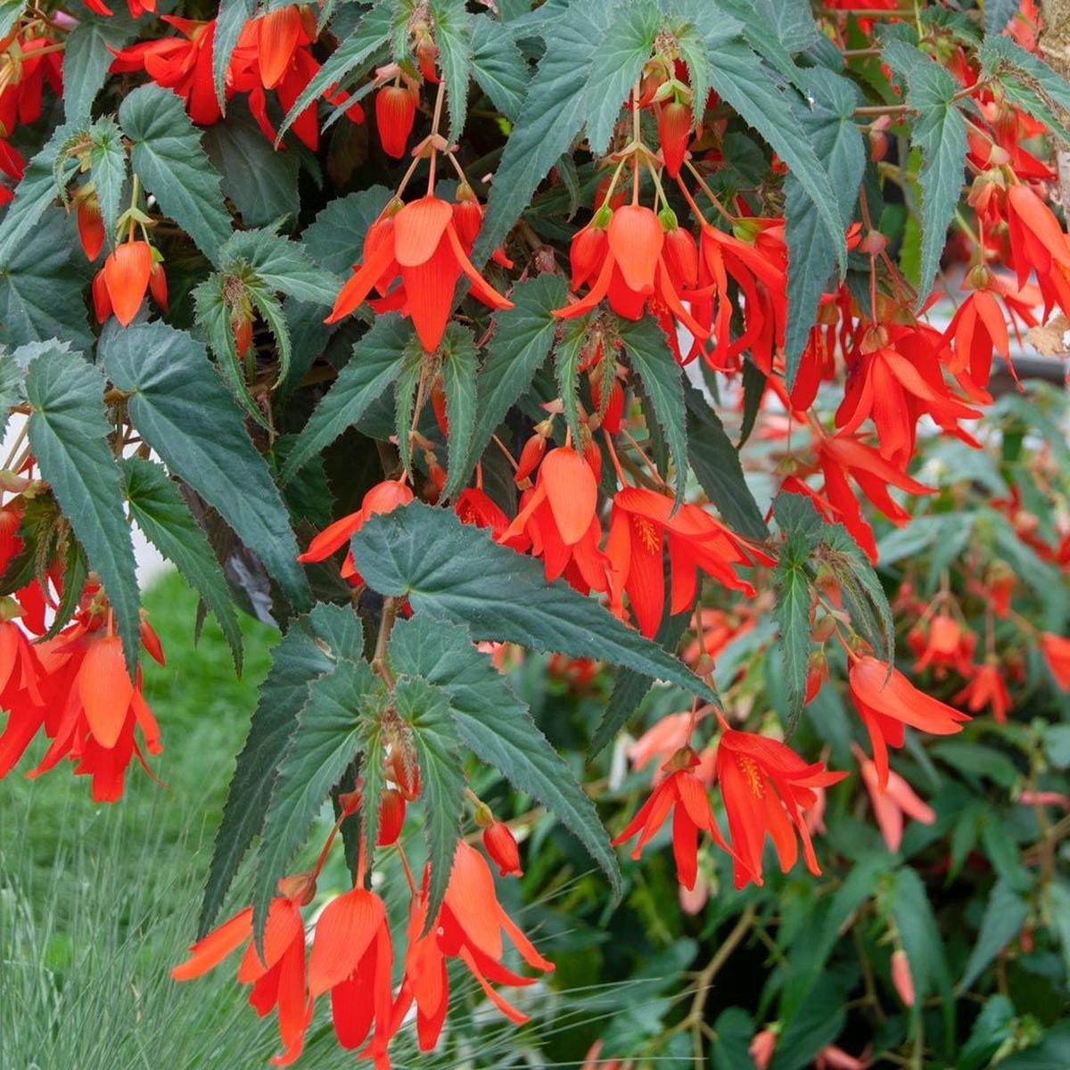 Begonia Boliviensis Flower Seeds  Heirloom, Non-GMO, Easy to Grow