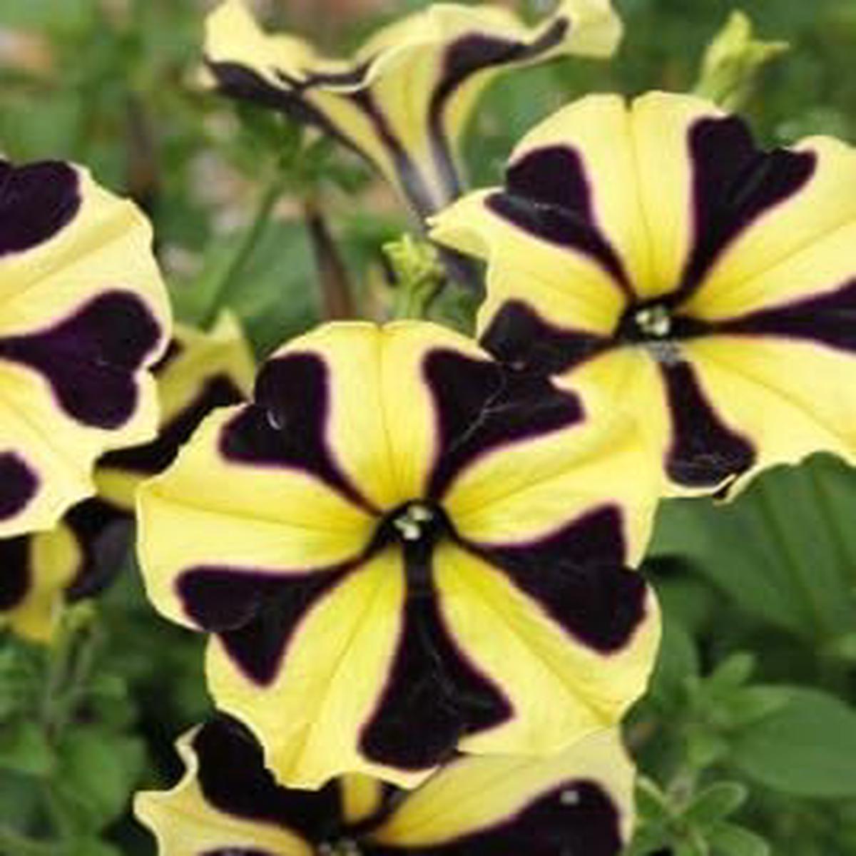 Black Yellow Petunia Flower seeds for Planting Perfect for Borders Heirloom & GMO Free Seeds for Home Garden
