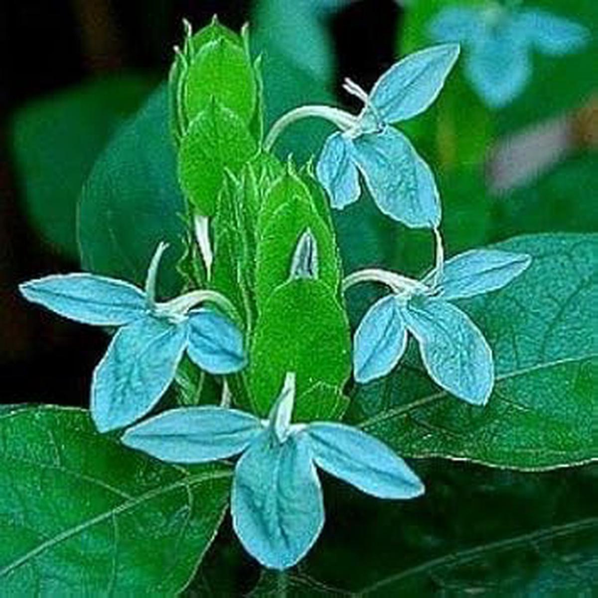 Blue Ecbolium Viride Flower seeds for Planting Seasonal Bloomer Heirloom & GMO Free Seeds for Home Garden Sale