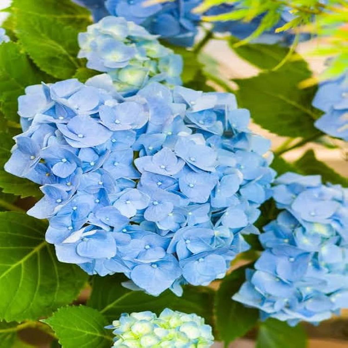 Blue Maidenhair Flower Seeds for Planting  Heirloom, Non-GMO, Colorful Display, High Germination