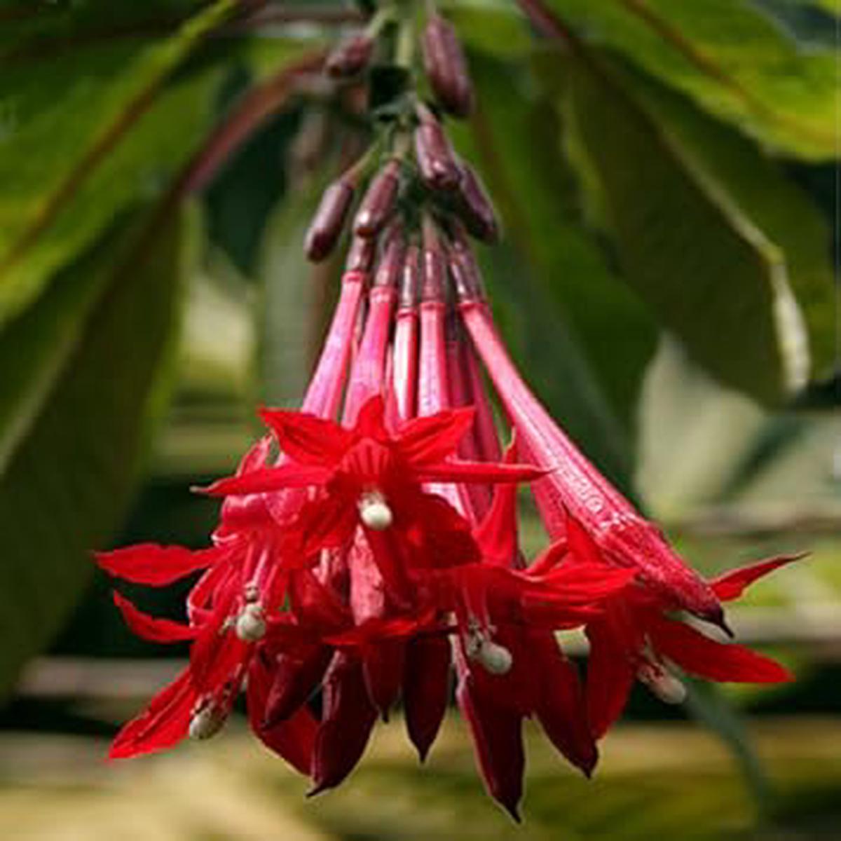 Bolivian Fuchsia Flower seeds for Planting – Hardy Variety, Heirloom & GMO Free Seeds for Home Garden