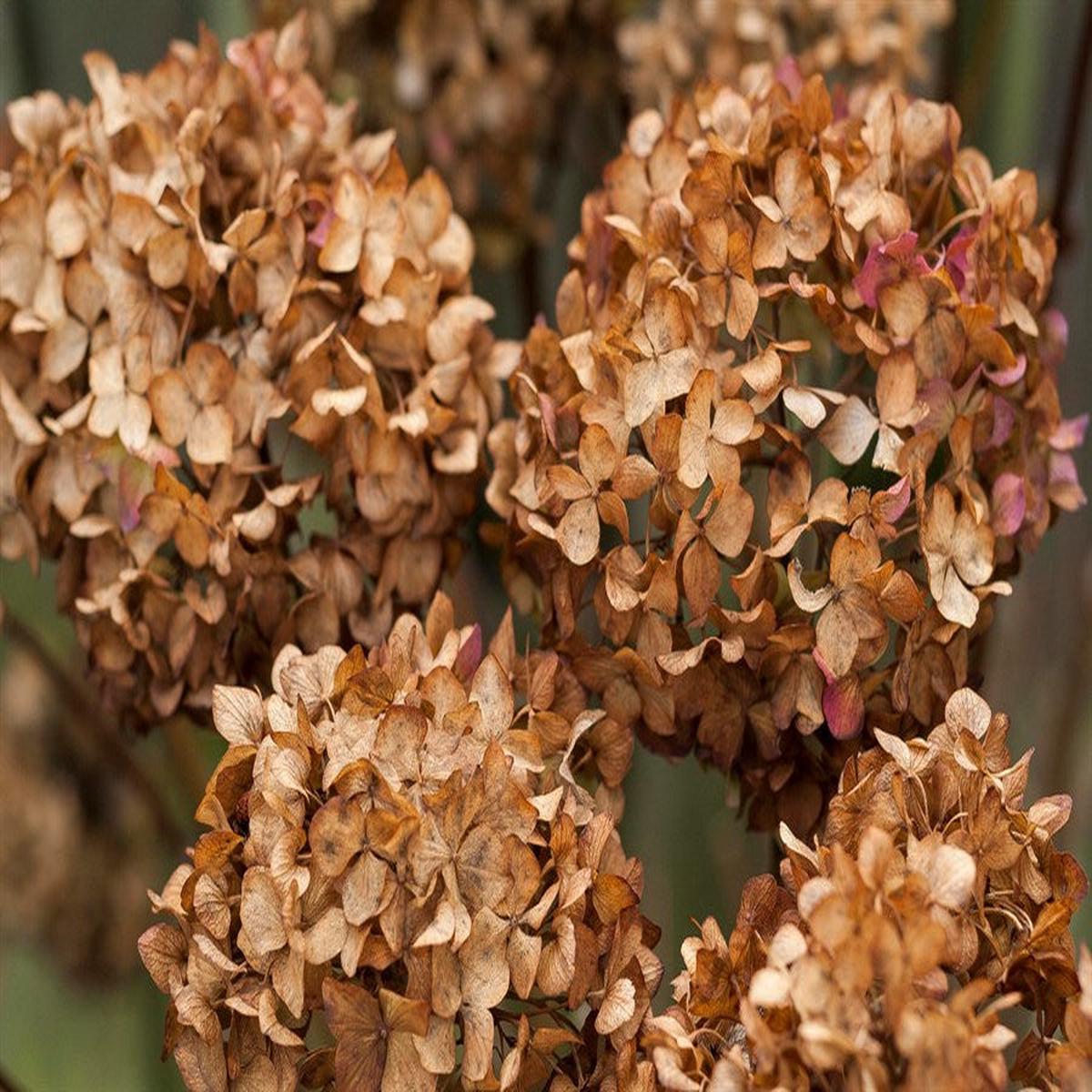 Brown Hydrangea Flower Seeds for Planting  Heirloom Non-GMO, High Germination Organic Garden Seeds
