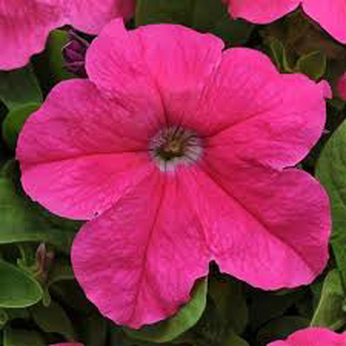 Cerise Pink Petunia Flower seeds for Planting – Seasonal Bloomer, Heirloom & GMO Free Seeds for Home Garden