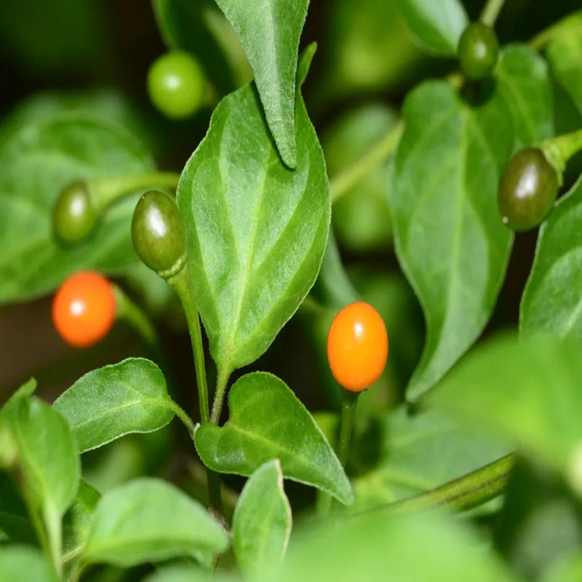 Chilitepin Pepper Seeds for Planting – Heirloom, Non-GMO, High Germination, Organic Garden Seeds