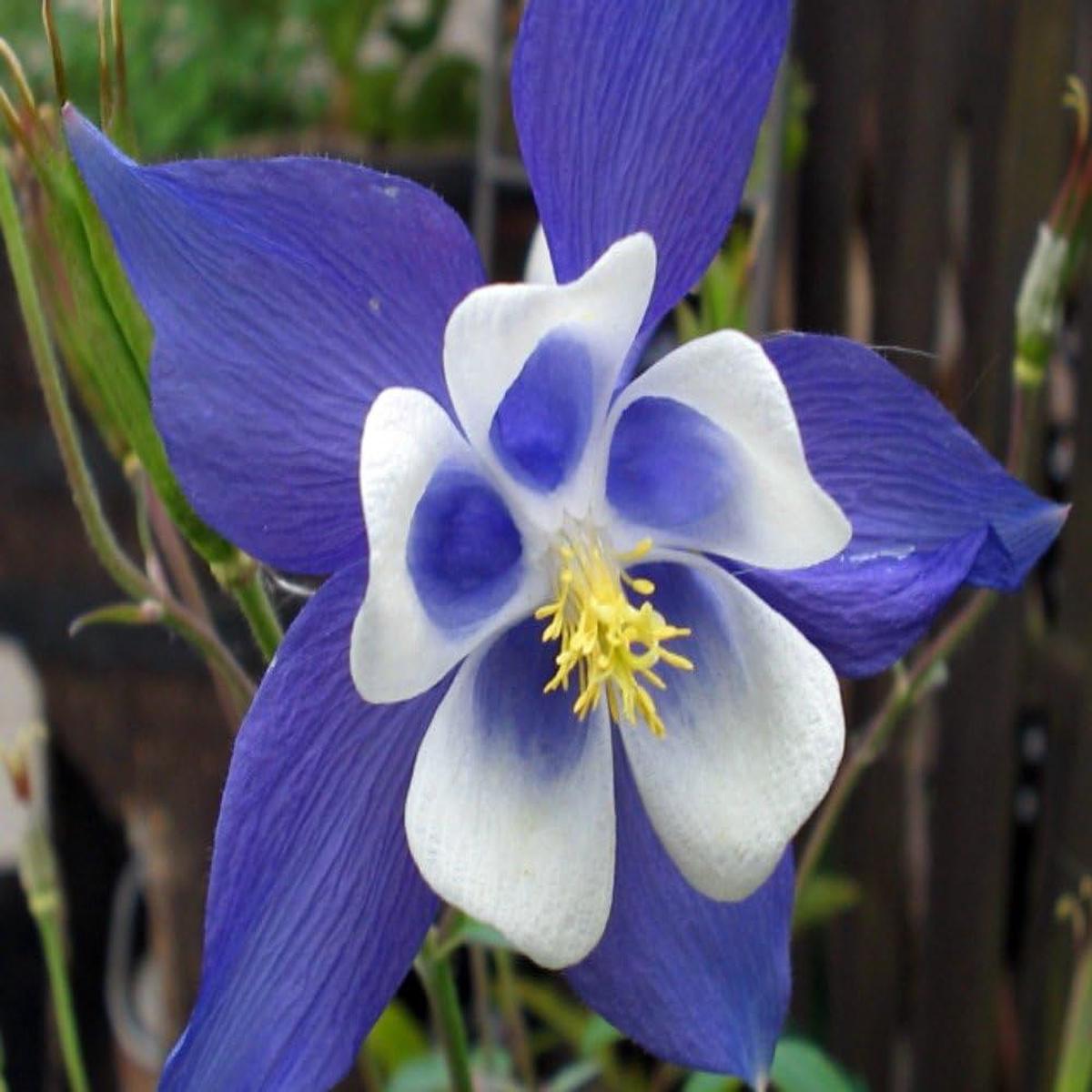 Columbine Flower Seeds Heirloom Non GMO Planting – 100 pcs