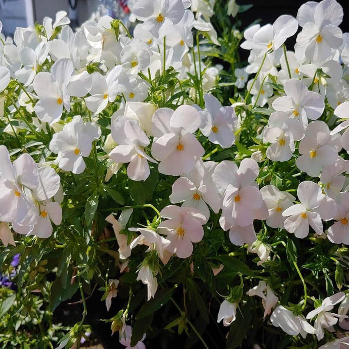 Cool Wave white pansy Viola  wittrockiana flower seeds for planting in backyard gardens