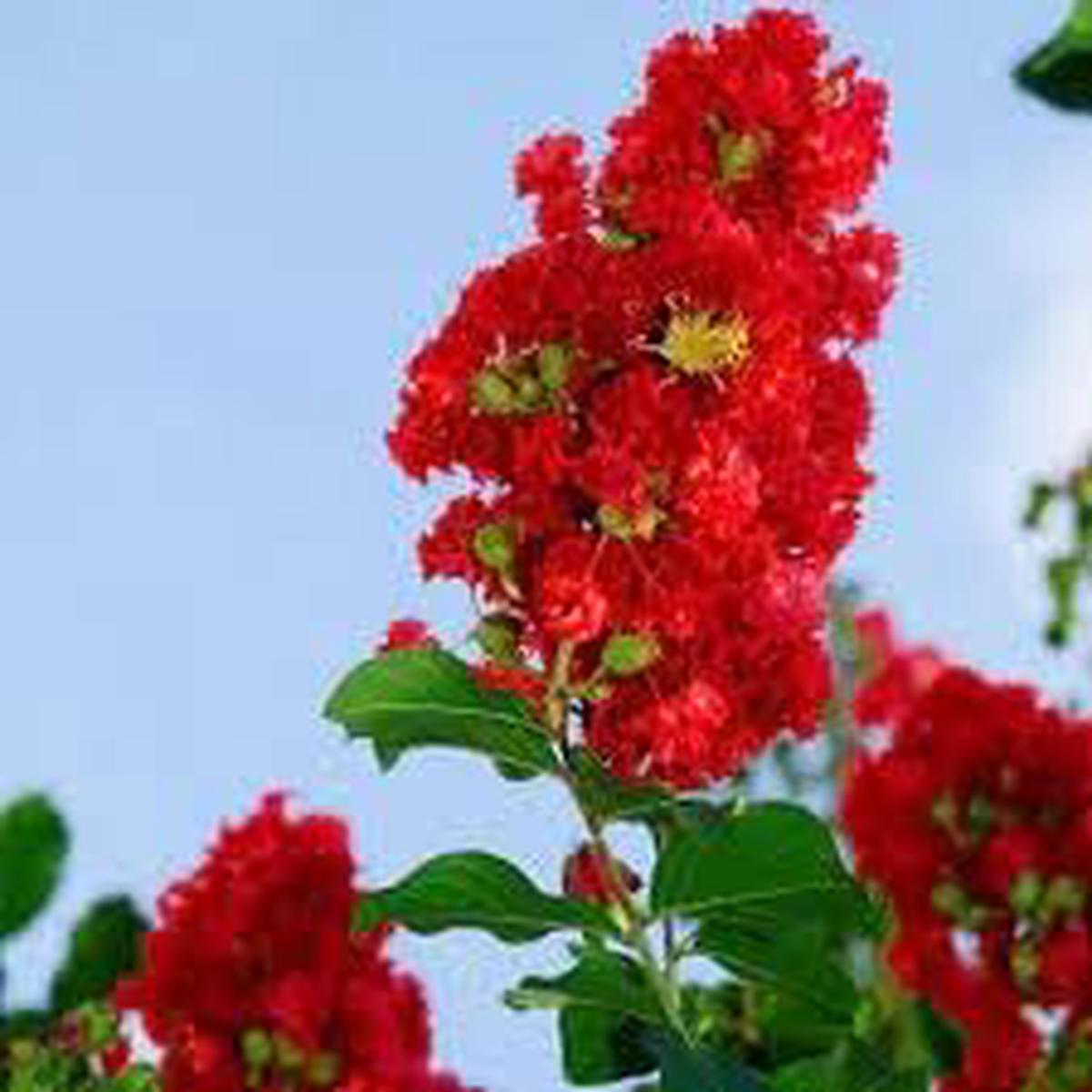 Crepe Myrtle Flower seeds for Planting Seasonal Bloomer Heirloom & GMO Free Seeds for Home Garden