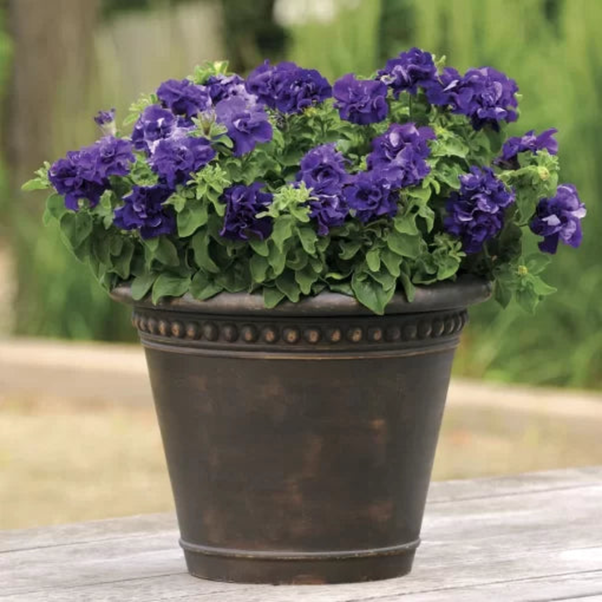 Double Cascade Blue Petunia Seeds | Large Ruffled Blue Petunia Flowers  Heirloom, Non-GMO, High Germination Organic Garden Seeds