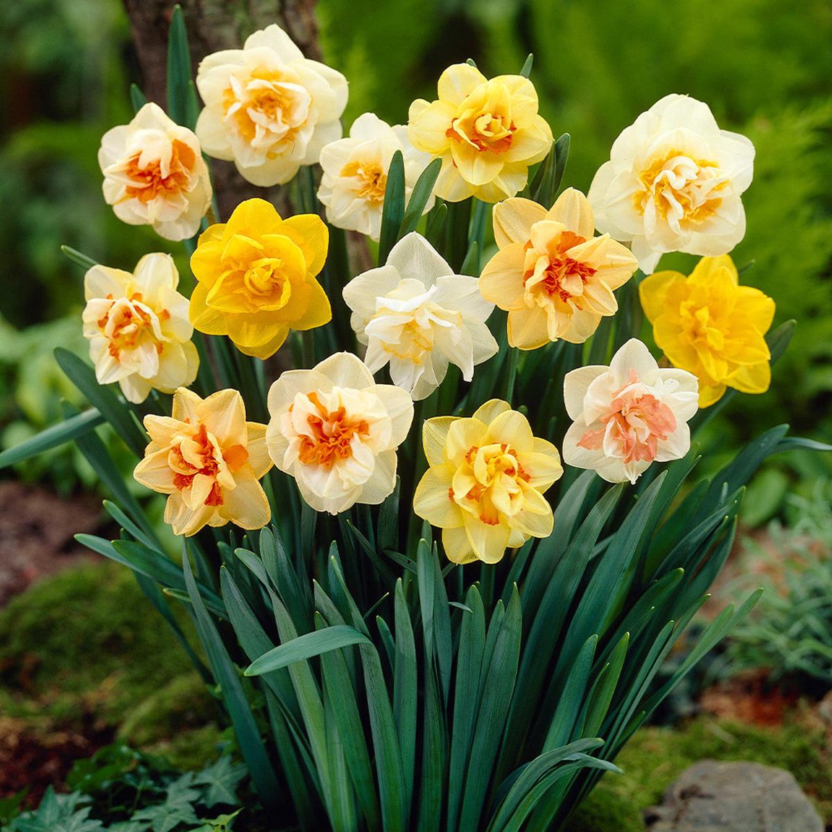 Double Petals Narcissus Daffodil Flower Seeds for Planting  Heirloom, Non-GMO, Early Blooms, Perennial