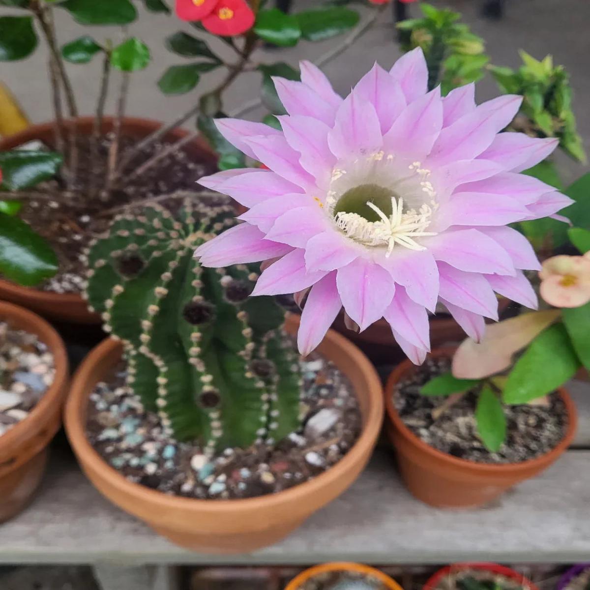 Echinopsis Flower seeds for Planting Premium Quality Heirloom & GMO Free Seeds for Home Garden Sale