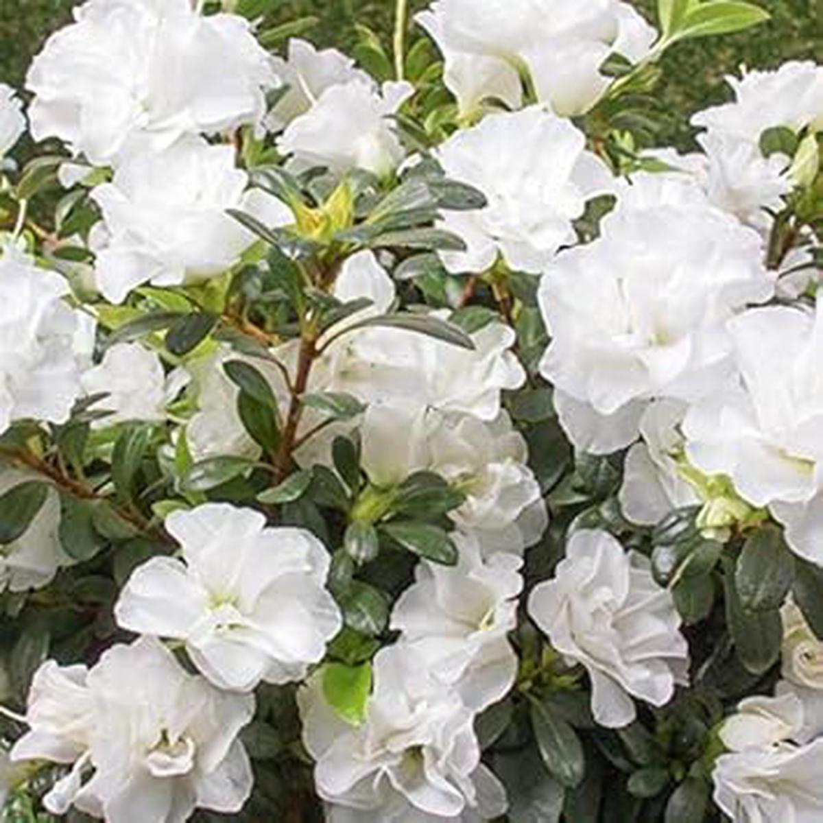 Flat White Azalea Seeds for Planting  Organic Heirloom Non-GMO High Germination Garden Seeds