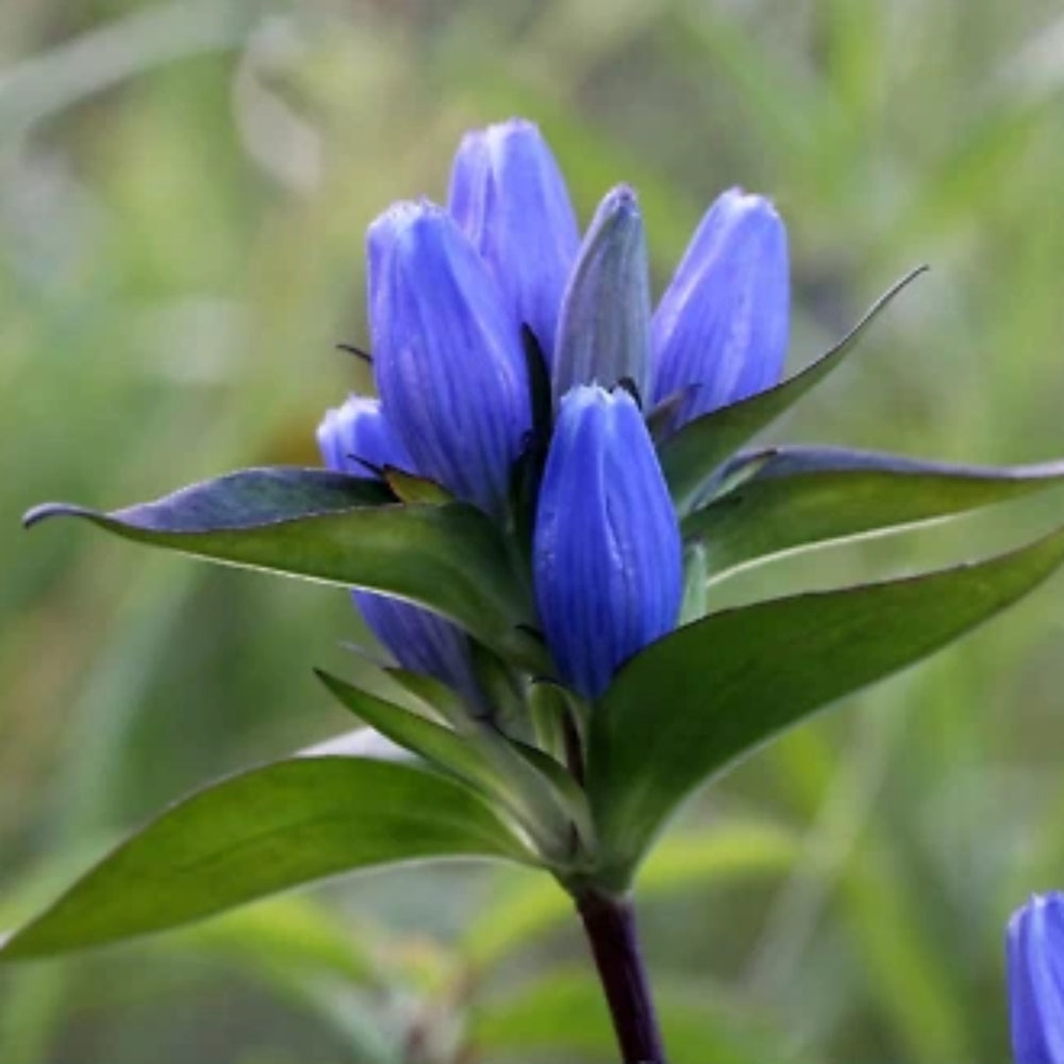 Gentiana Andrewsii Bottle Gentian Seeds  Native Perennial, Heirloom, Non-GMO