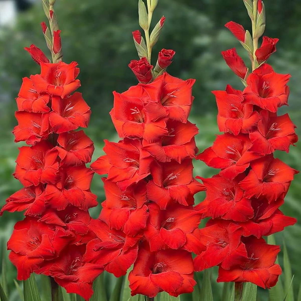 Gladiolus Flower seeds for Planting – Easy to Grow, Heirloom & GMO Free Seeds for Home Garden