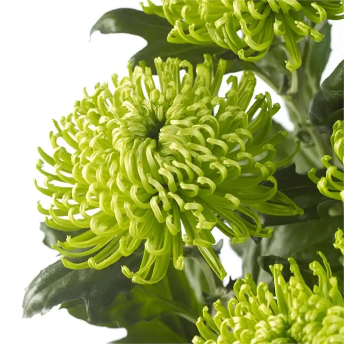 Green Spider Chrysanthemum Flower Seeds for Planting  Heirloom, Non-GMO, High Germination Organic Garden Seeds