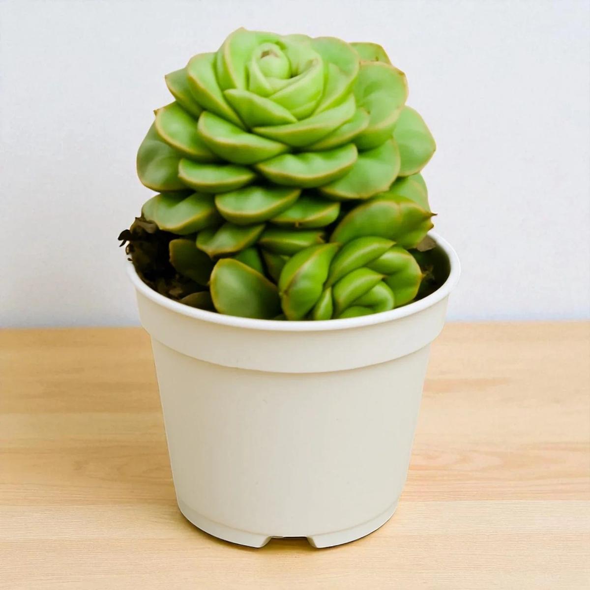 Green Succulent Flower Seeds for Planting  Shade Tolerant, Heirloom & Non-GMO Seeds for Home Garden