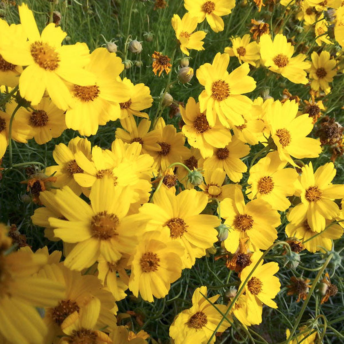 Greenthread Flower seeds for Planting Perfect for Borders Heirloom & GMO Free Seeds for Home Garden