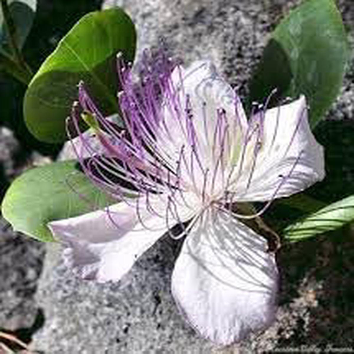 Heirloom Capers Flower Seeds Non-GMO Seeds for Planting | High Germination Organic Garden Edible Blooms