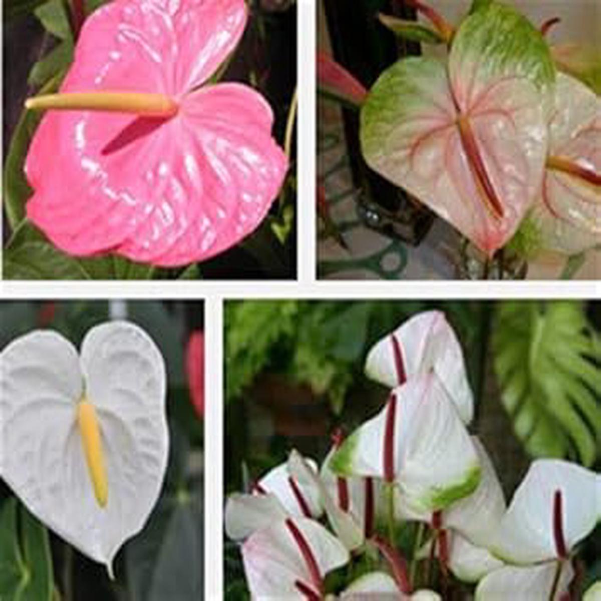 Heirloom Mixed Anthurium Flower Seeds  Non-GMO Perennial, High Germination Organic Garden Seeds for Planting