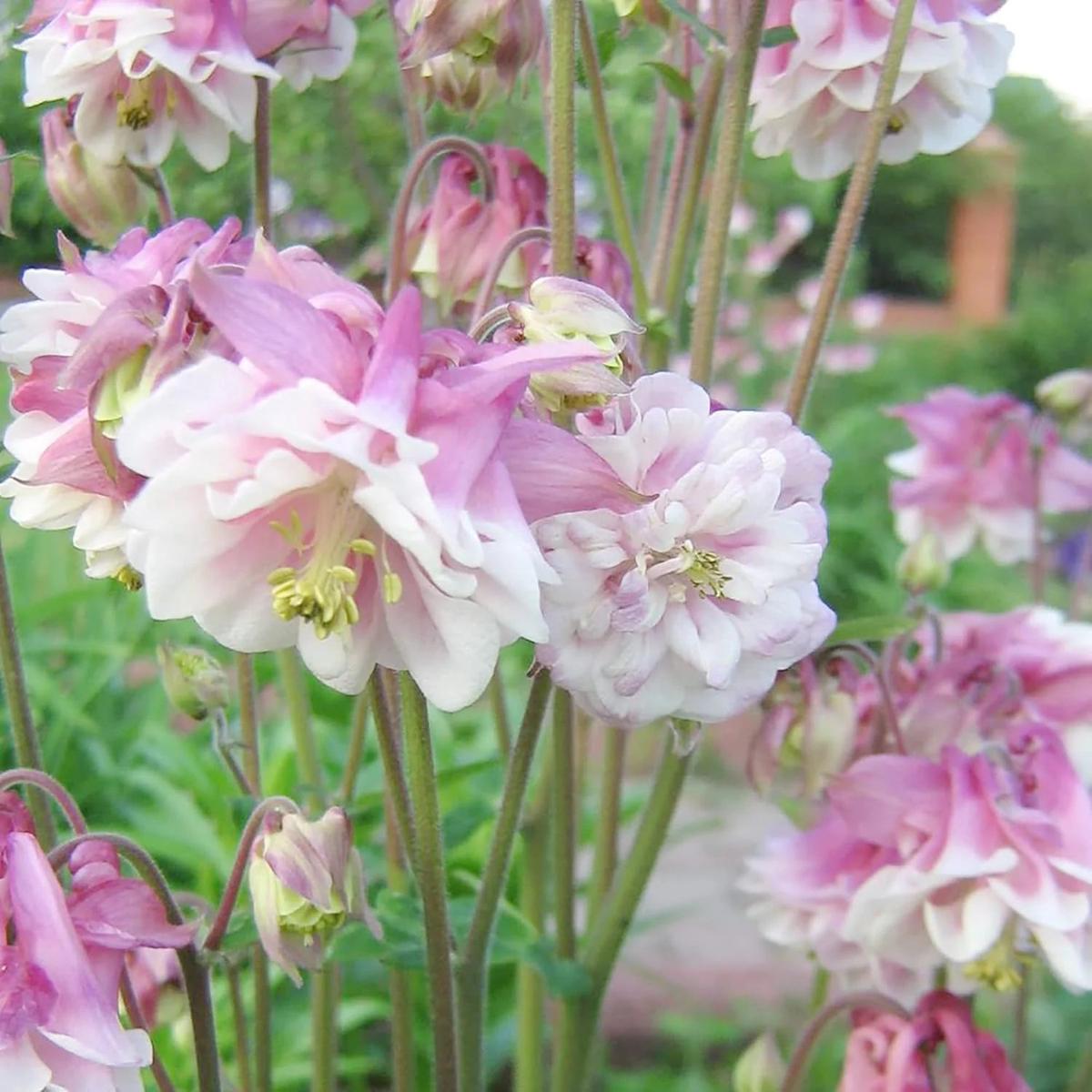 Heirloom Non-GMO Aquilegia Columbine Flower Seeds for Planting  Colorful Perennial Garden Blooms