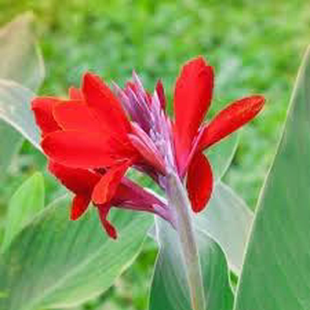Heirloom Non-GMO Canna Flower Seeds for Garden Planting  Vibrant Tropical Blooms