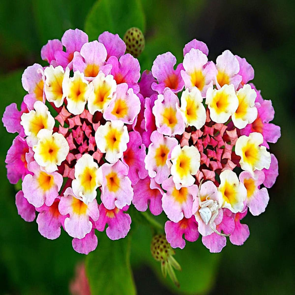 Heirloom Non-GMO Lantana Flower Seeds for Planting  Vibrant Butterfly-Friendly Garden Blooms