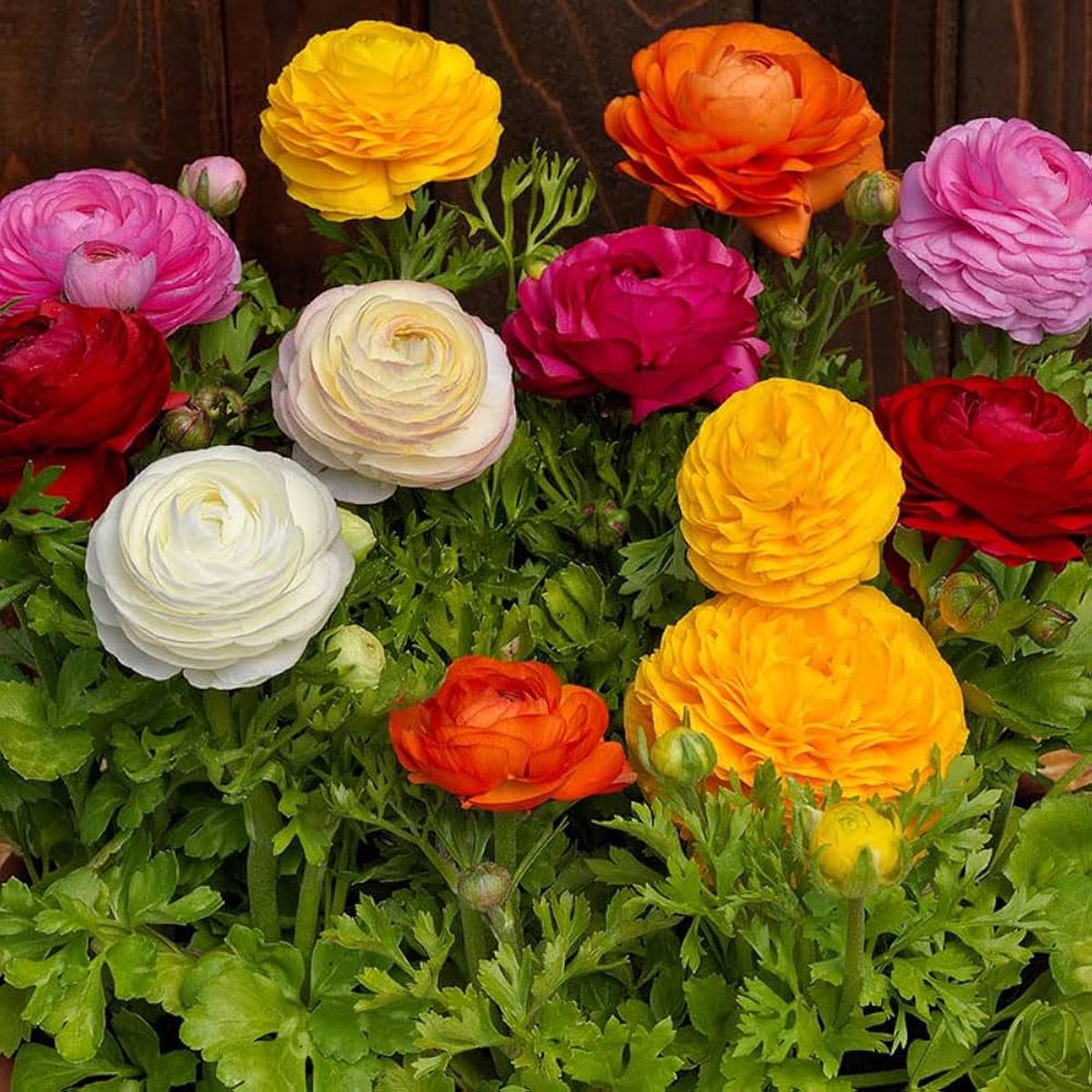 Heirloom Non-GMO Mixed Ranunculus Flower Seeds for Garden Planting  Colorful Layered Blooms