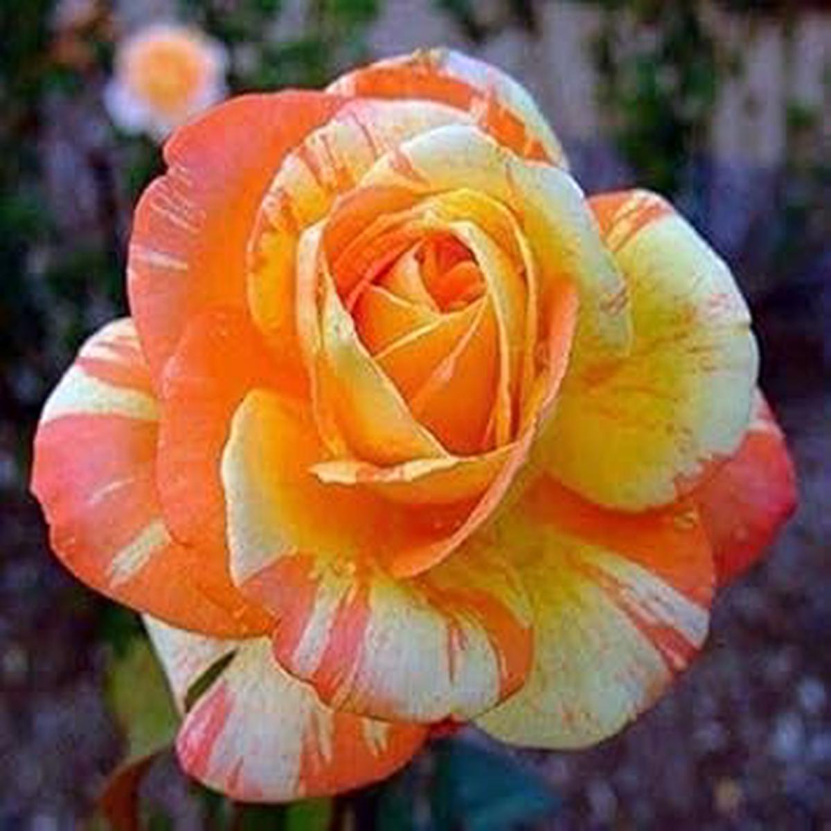 Heirloom Non-GMO Orange & Cream Rose Flower Seeds High Germination Unique Garden Seeds for Planting